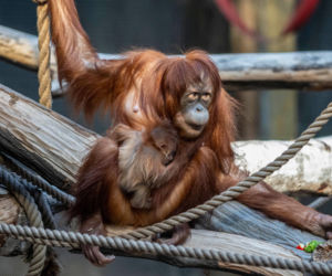 Na świat przyszedł pierwszy w historii Polski orangutan sumatrzański! Cud narodzin w łódzkim zoo