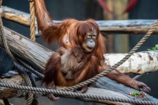 Na świat przyszedł pierwszy w historii Polski orangutan sumatrzański! Cud narodzin w łódzkim zoo