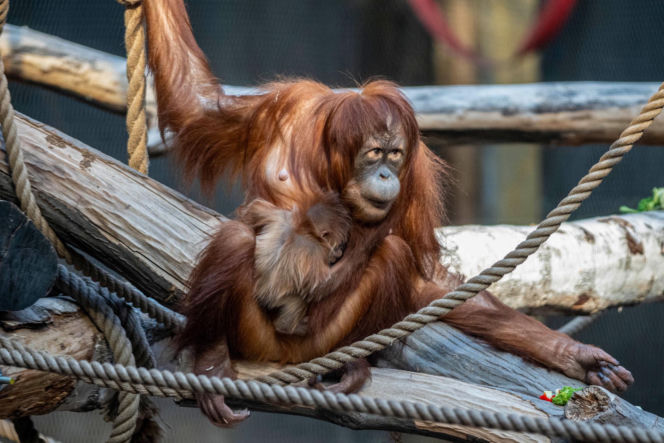 Na świat przyszedł pierwszy w historii Polski orangutan sumatrzański! Cud narodzin w łódzkim zoo