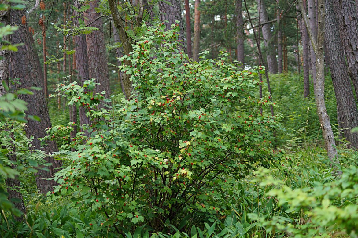Krzewy cieniolubne