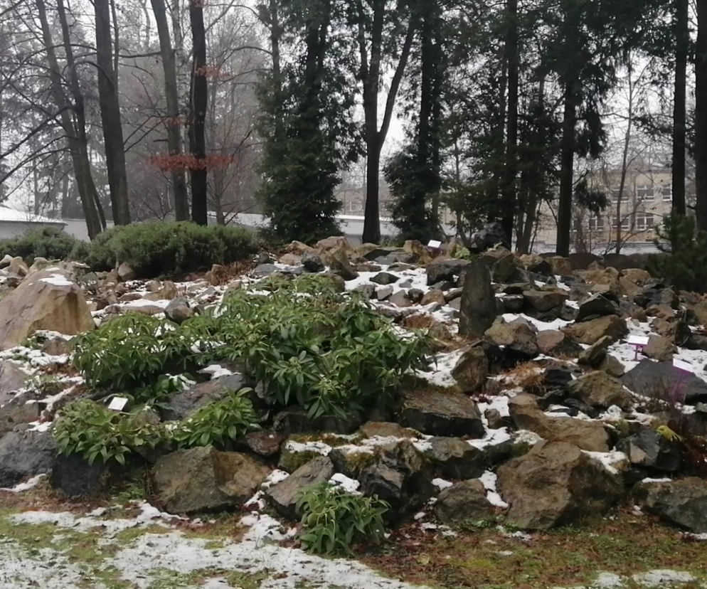 Ogród Botaniczny zimą