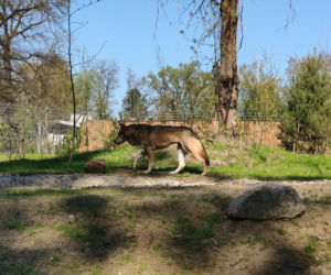 Wilcza Ostoja we wrocławskim zoo