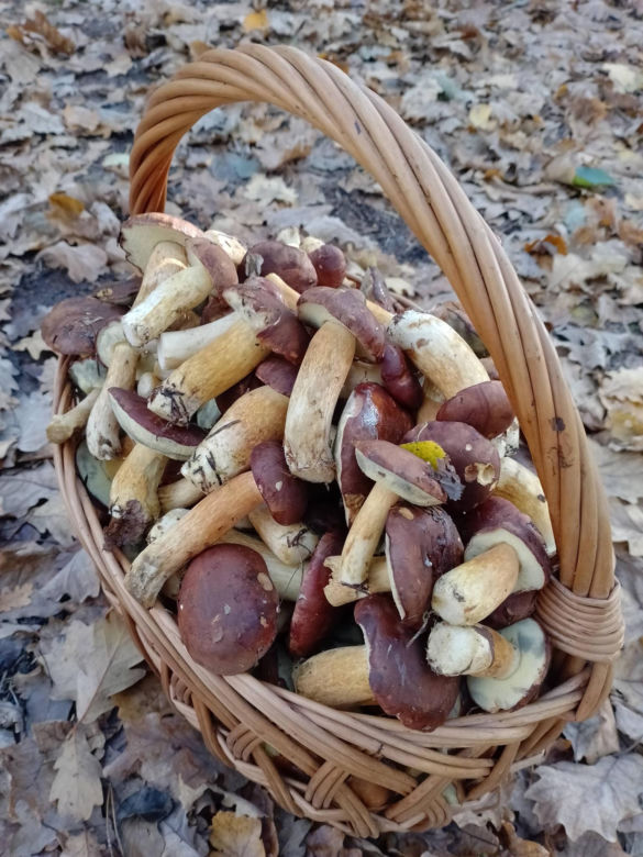 Prawdziwe skarby jesieni. Listopad to idealny czas na grzyby w Świętokrzyskiem? [Zdjęcia Waszych zbiorów]