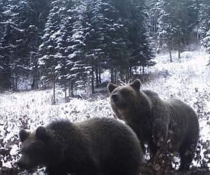 Bieszczady. Niedźwiedzie wyszły na Andrzejki, zastała ich zima [ZDJĘCIA]