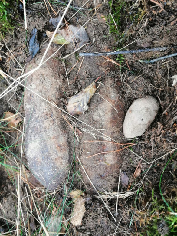 Niesamowite odkrycie w lesie pod Nidzicą