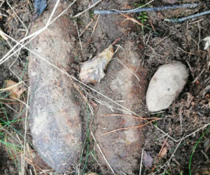 Niesamowite odkrycie w lesie pod Nidzicą