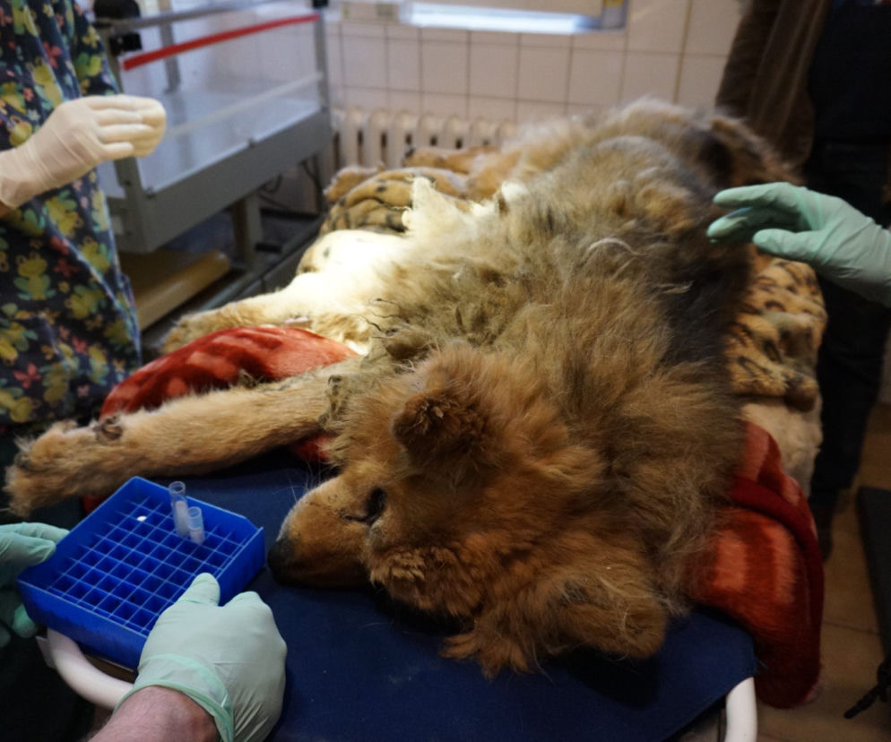 Ciężko chory, zaniedbany pies powoli umierał w budzie przed domem. KTOZ: Żywe były już tylko oczy [ZDJĘCIA]