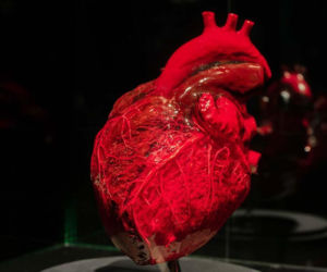 Body Worlds