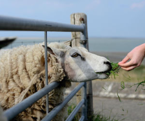 Pierwsze w Polsce owce terapeutyczne pod Poznaniem. Pomogą w walce ze stresem