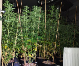 Sokółka. Nielegalna plantacja konopi zlikwidowana. Dwie osoby zatrzymane