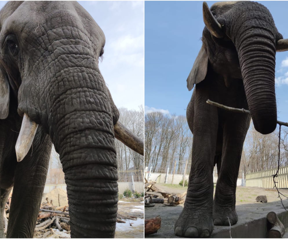 Wielkie wydarzenie w stołecznym ZOO. Słoń Leon skończył 21 lat