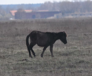 Stadnina w Sieroszowicach
