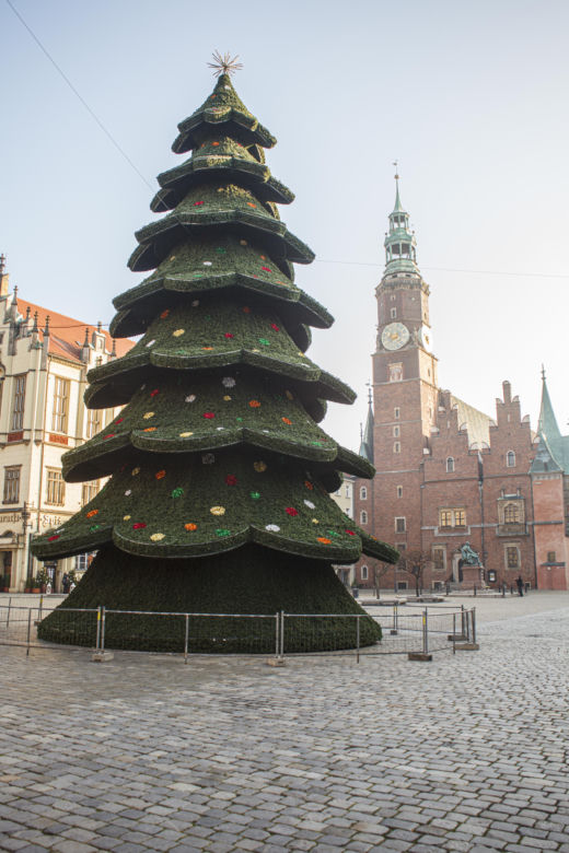 Nowa choinka na Rynku we Wrocławiu