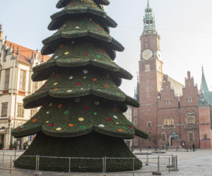 Nowa choinka na Rynku we Wrocławiu