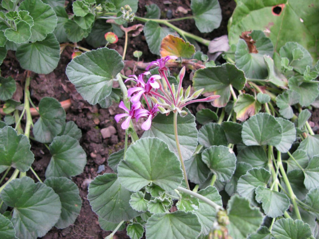 Pelargonia afrykańska