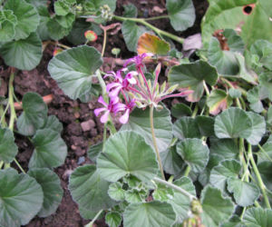 Pelargonia afrykańska