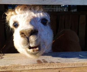 Żywa szopka w Żydowcach