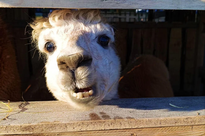 Żywa szopka w Żydowcach