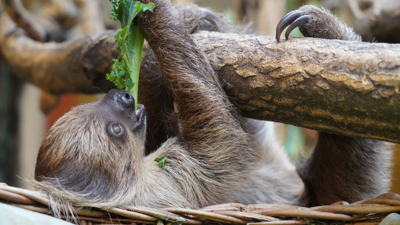 Wrocławskie zoo szuka imienia dla młodego leniwca