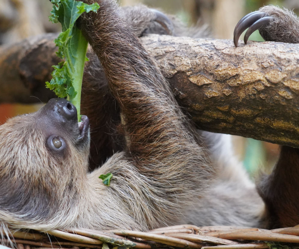 Wrocławskie zoo szuka imienia dla młodego leniwca