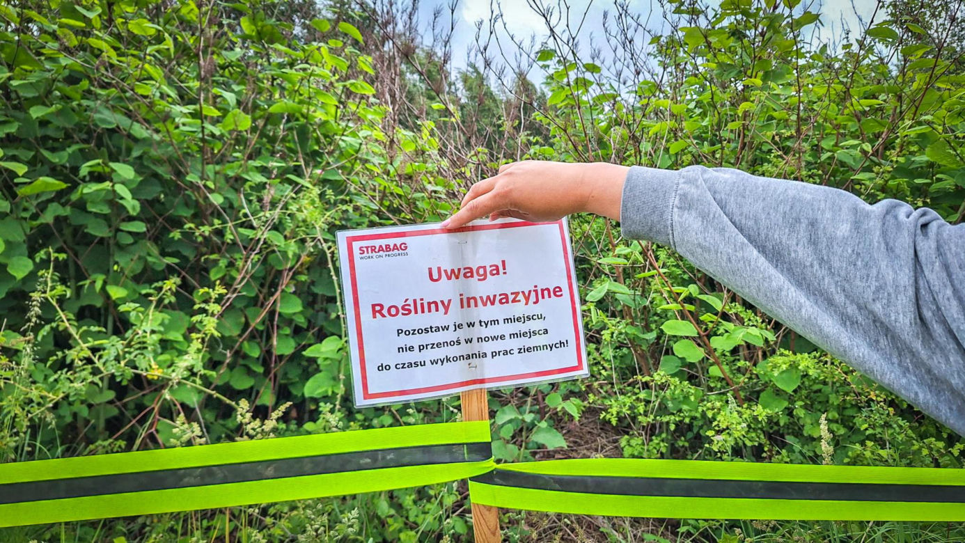 Rdestowiec na budowie Trasy Północnej