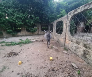 Dramat zwierząt w mini ZOO w Kałkowie