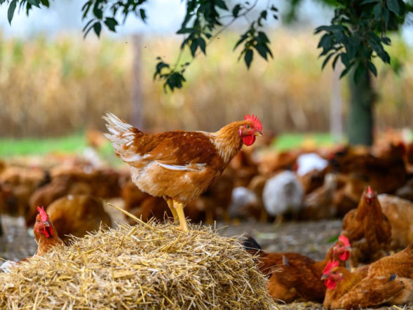 Kurczak kurczakowi nierówny: wyniki badań naukowych przeprowadzonych przez naukowców z SGGW pokazują, jak sposób chowu wpływa na jakość i wartość odżywczą mięsa kurcząt