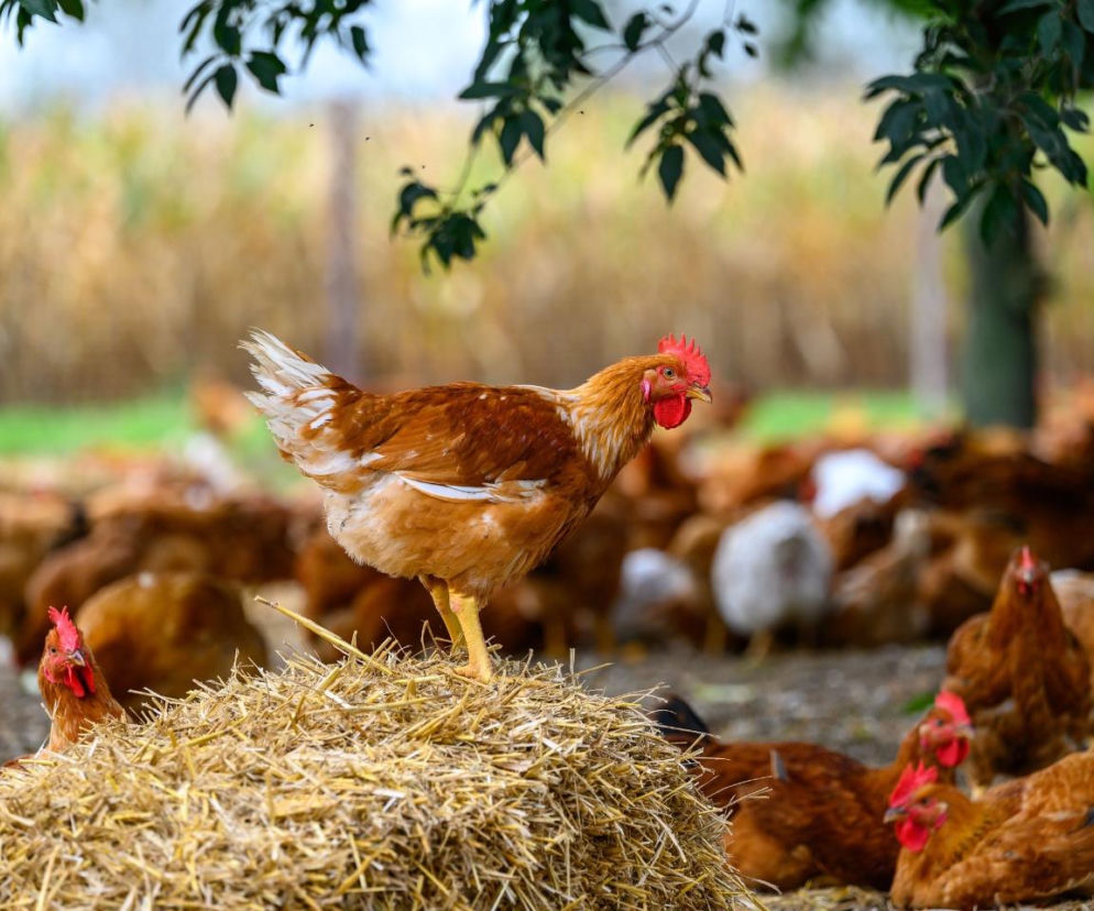 Kurczak kurczakowi nierówny: wyniki badań naukowych przeprowadzonych przez naukowców z SGGW pokazują, jak sposób chowu wpływa na jakość i wartość odżywczą mięsa kurcząt