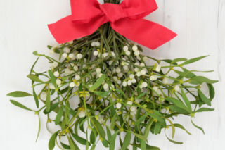 Jemioła – nieodłączny symbol świąt! Kiedy wieszać jemiołę? Wiesz, jak ją wykorzystać w dekoracjach?