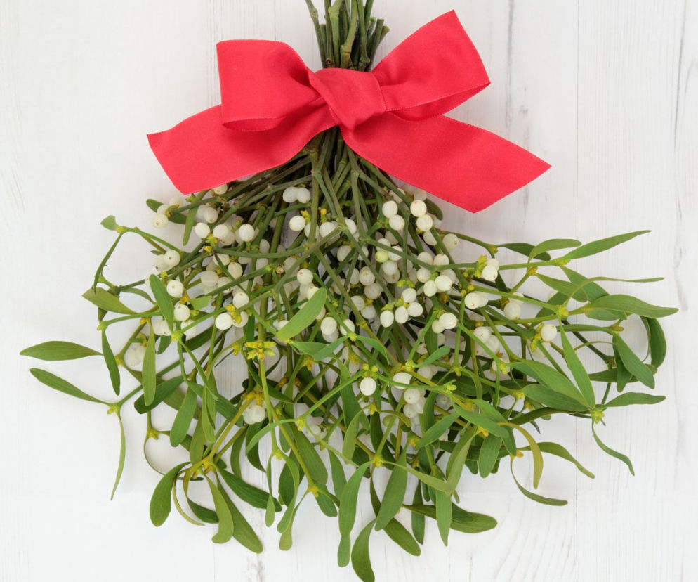 Jemioła z czerwoną kokardą