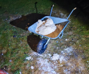 Kilkadziesiąt kilogramów amfetaminy na podwórku. Narkotyki wozili taczką!