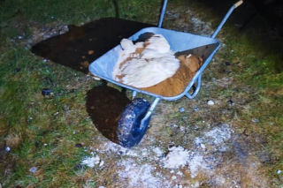Kilkadziesiąt kilogramów amfetaminy na podwórku. Narkotyki wozili taczką!