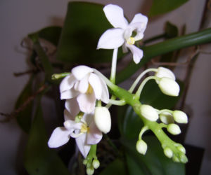Różne gatunki storczyka Phalaenopsis