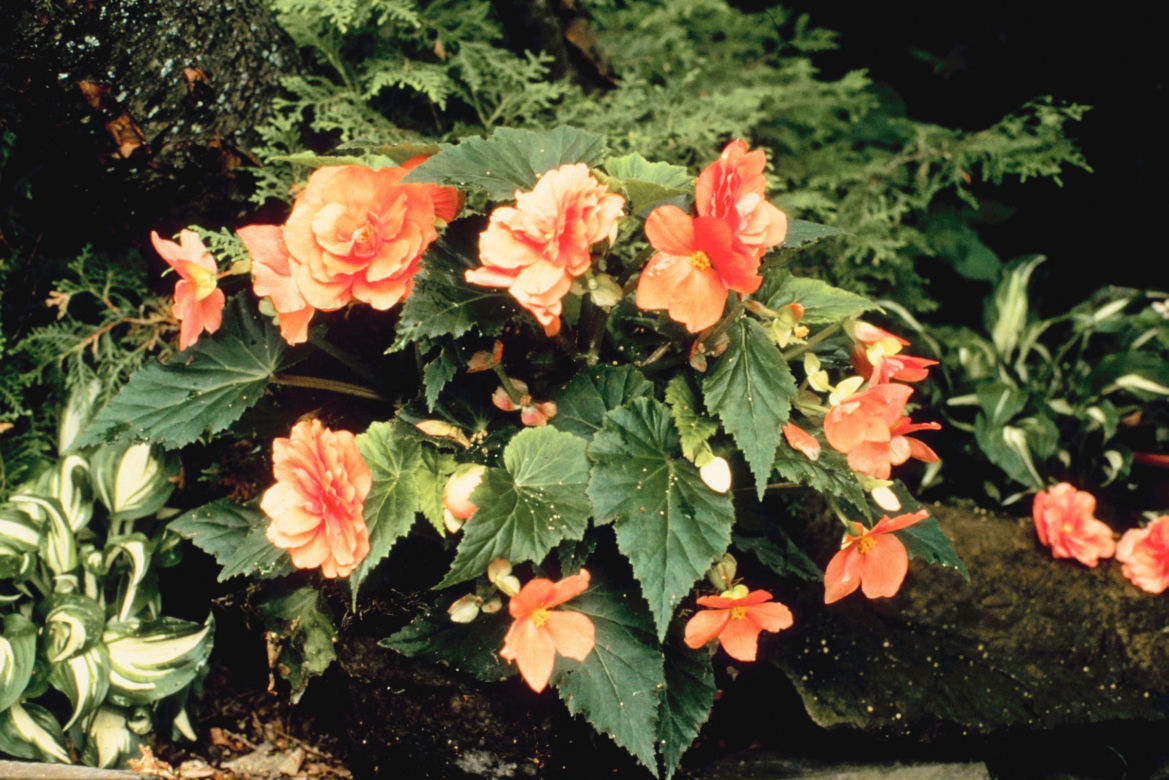 Begonia