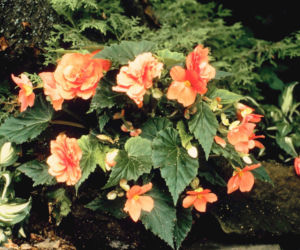 Begonia