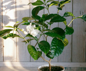 Gardenia jaśminowata