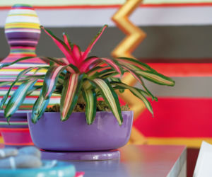 Bromelia