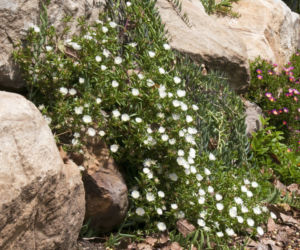 Delosperma