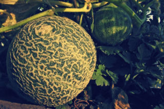 Melon - Cucumis melo