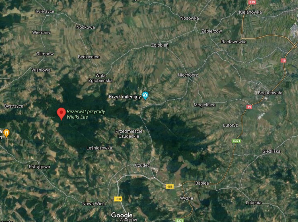 Rezerwat Wielki Las 