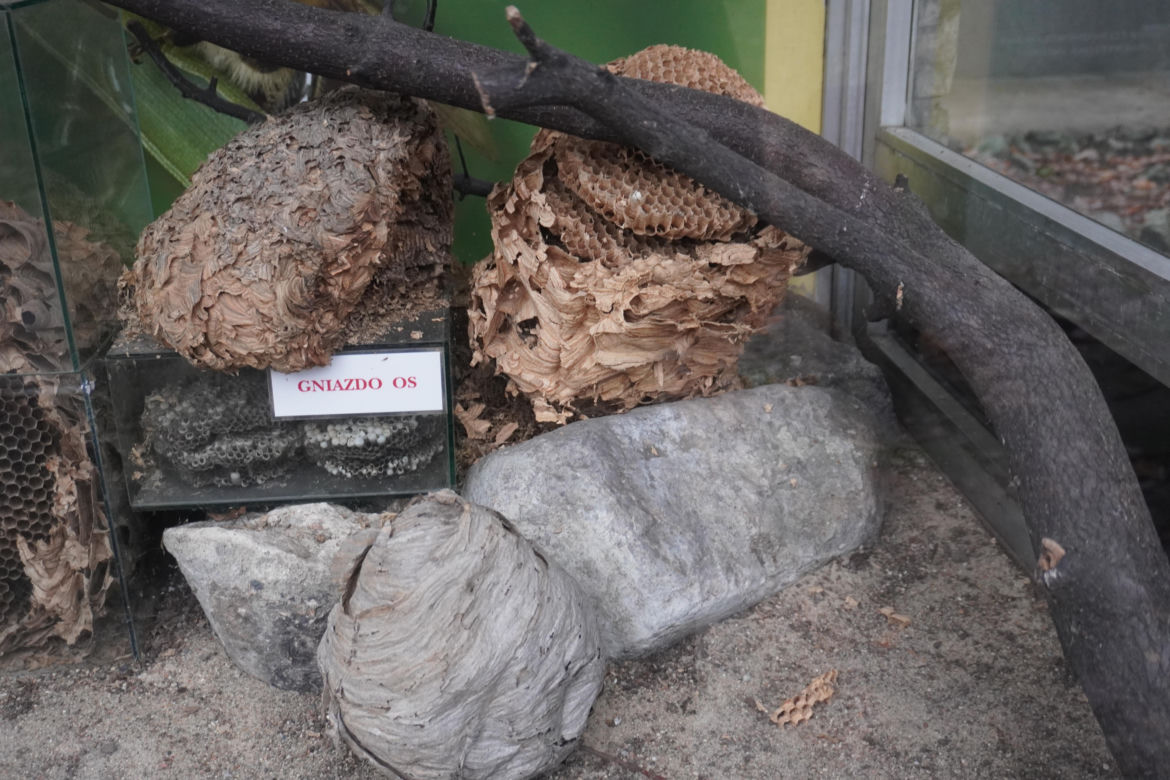 Zoo w Poznaniu zimą