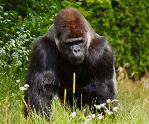 Goryl Azizi padł ofiarą odwiedzających. Skandaliczne zachowanie w warszawskim zoo