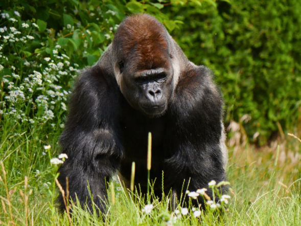 Skandaliczne zachowanie odwiedzających zoo. Goryl Azizi zaatakowany przez ludzi!
