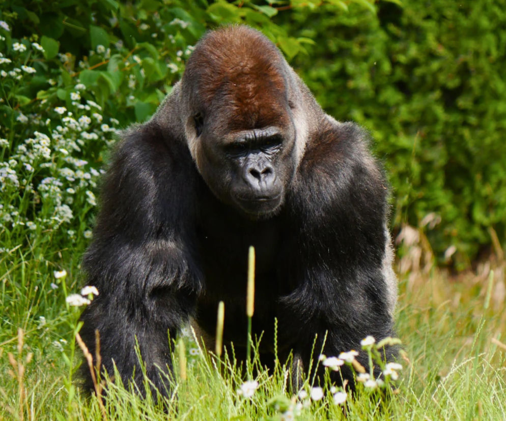 Goryl Azizi padł ofiarą odwiedzających. Skandaliczne zachowanie w warszawskim zoo