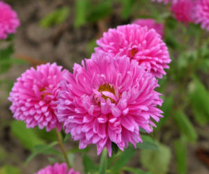 Aster chiński