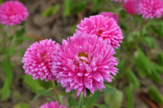 Aster chiński