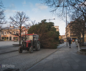 Choinka już stoi na rynku w Gorlicach! WSPANIAŁY świerk mierzy ponad 10 metrów