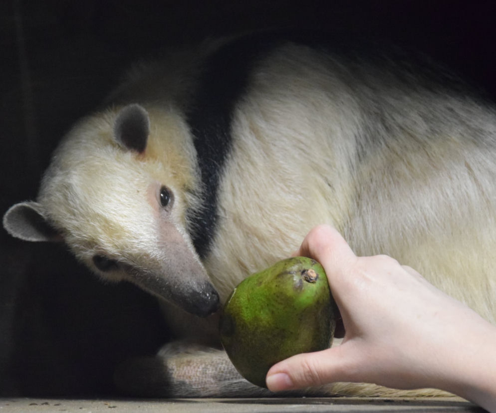 Poznańskie zoo ma nowego mieszkańca - to tamandua południowa, inaczej mrówkojad czteropalczasty