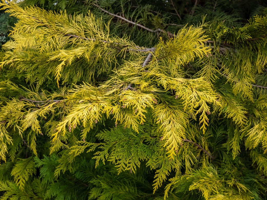 Cyprysik Lawsona ‘Golden Wonder’