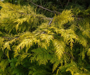 Cyprysik Lawsona ‘Golden Wonder’